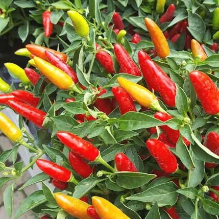 Short Pendant Hot Pepper Seeds – Compact Red Dry Pepper Garden Variety
