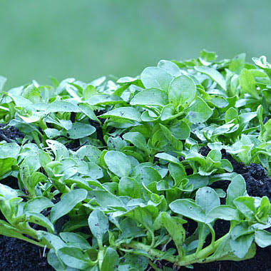 Penny Royal herb microgreen seeds for growing fresh aromatic pennyroyal greens