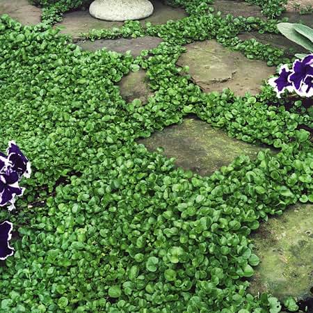 Penny Royal herb microgreen seeds for growing fresh aromatic pennyroyal greens
