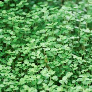 Penny Royal herb microgreen seeds for growing fresh aromatic pennyroyal greens