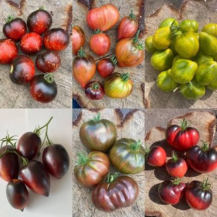 Pepper's Tomato Seeds for growing unique heirloom garden tomatoes