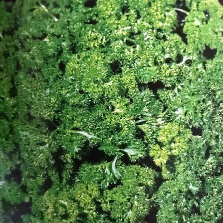 Parsley Curled Herb Microgreen Seeds with delicate curly green parsley microgreens