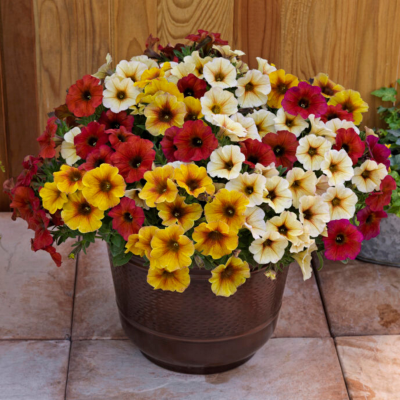 Petunia Hybrida Stars Mix flower seeds for planting