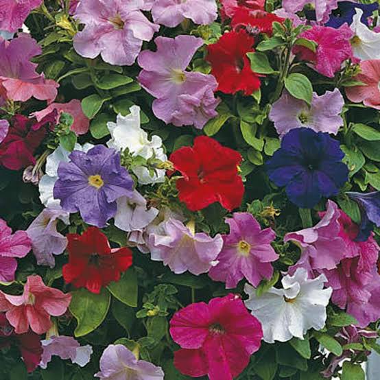 Petunia Nana Compacta flower seeds in Pink, Red, White and Blue colors