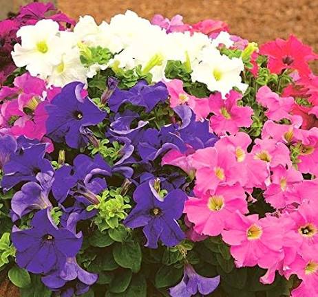 Petunia Nana Compacta flower seeds in Pink, Red, White and Blue colors