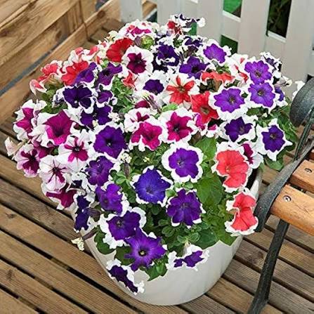 Petunia Hybrida Nana Compacta Mix flower seeds for planting