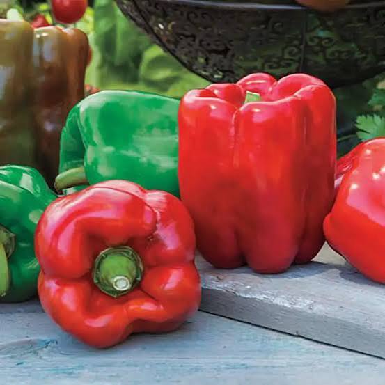 Colored Sweet Pepper Seeds PGH variety for home garden planting