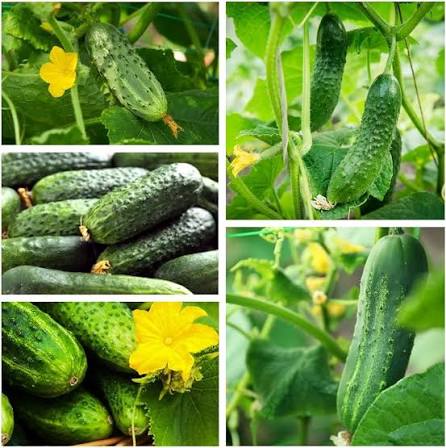 PGH Cucumber Seeds – Premium Garden Variety for Home Vegetable Gardens