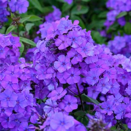 Phlox Cuspidata Twinkle Dwarf Mixed annual phlox flowers grown from seeds
