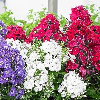 Phlox Cuspidata Twinkle Tall Mixed annual phlox flowers grown from seeds

