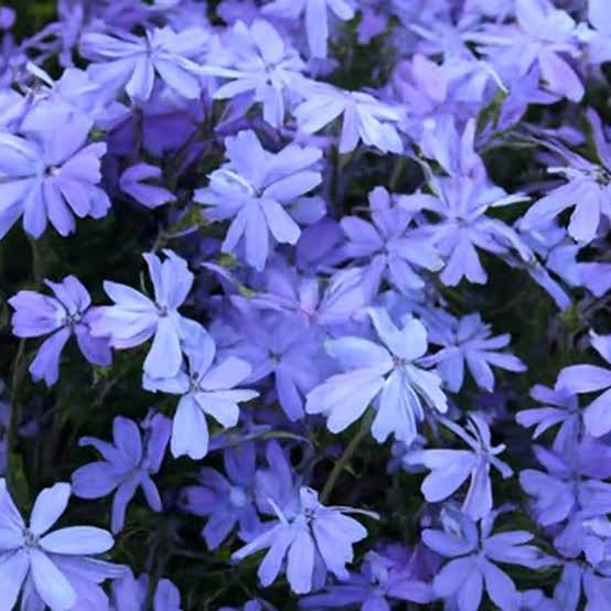 Phlox Drummondii Beauty Blue annual phlox flowers grown from seeds
