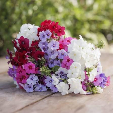 Annual Phlox Phlox Drummondii Grandiflora Silver Blossom flower seeds