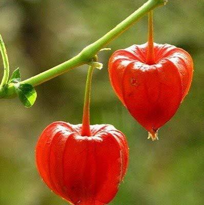 Cape Gooseberry Fruit Seeds Alkekengi garden variety for planting