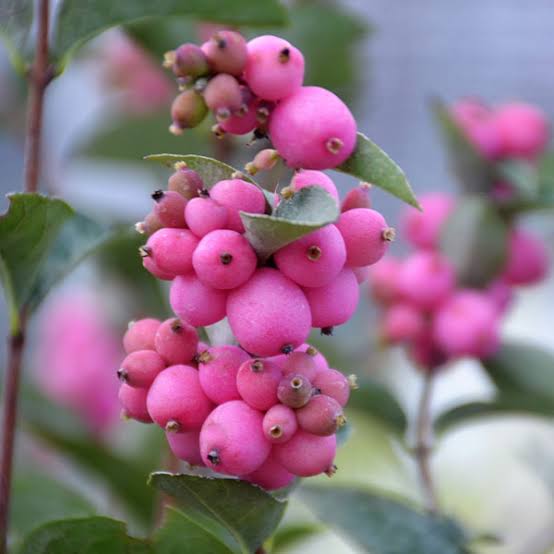 Coralberry Seeds for growing Symphoricarpos orbiculatus pink berry flowering shrubs
