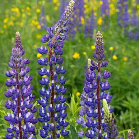 Lupinus Nanus Pixie Delight Mixed Dwarf Lupine seeds for planting