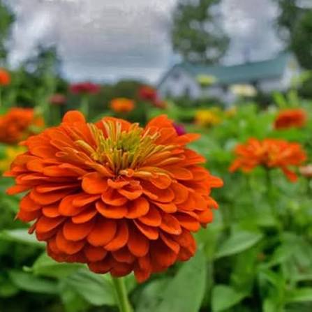 White Zinnia Elegance Dahlia Flowered Polar Bear flower with large double blooms