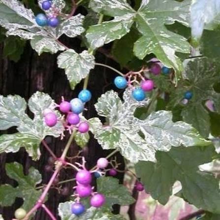Porcelain Berry Vine Seeds for growing Ampelopsis brevipedunculata blue pink purple berry climbing vines