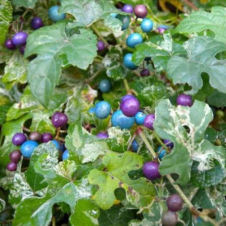 Porcelain Berry Vine Seeds for growing Ampelopsis brevipedunculata blue pink purple berry climbing vines