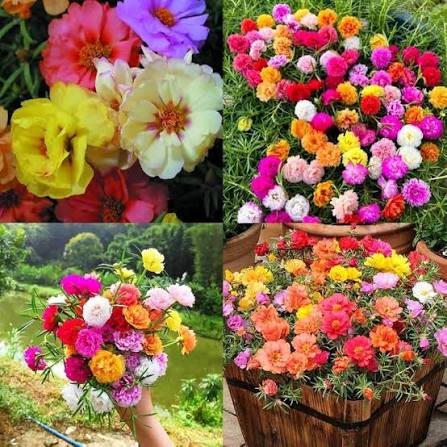 Portulaca Grandiflora Double Mixed Flower Seeds with Colorful Sun-Loving Blooms