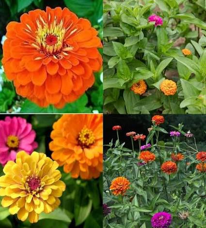 Zinnia Elegance Pulcino Dwarf Mixed flower seeds with colorful compact blooms