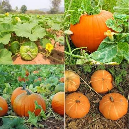 Pumpkin Seeds – Garden Vegetable Variety for Home Vegetable Growing