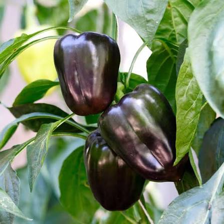 Purple Bell Capsicum Seeds for Planting – Heirloom Sweet Pepper Garden Seeds