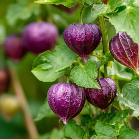 Purple Tomatillo Seeds for growing Physalis ixocarpa purple husk tomato garden plants