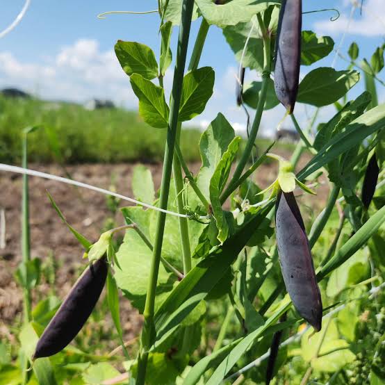 Sugar Magnolia Sweet Pea Seeds for growing heirloom purple pod Pisum sativum snap peas