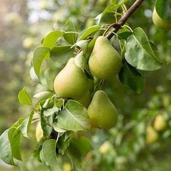 European Pear Tree Seeds for growing Pyrus communis green fruit trees with white flowers