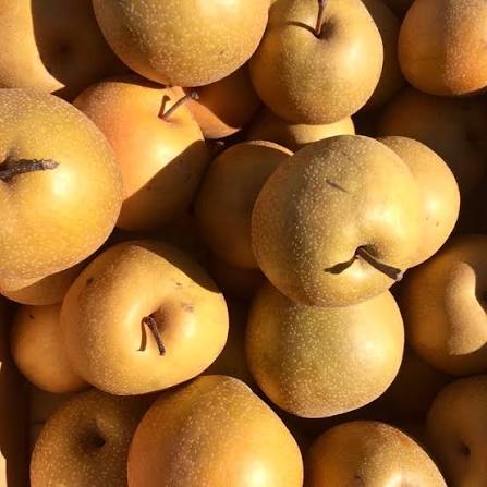 Asian Pear Tree Seeds for growing Pyrus pyrifolia Oriental Japanese edible fruit trees