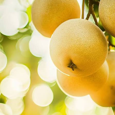 Asian Pear Tree Seeds for growing Pyrus pyrifolia Oriental Japanese edible fruit trees