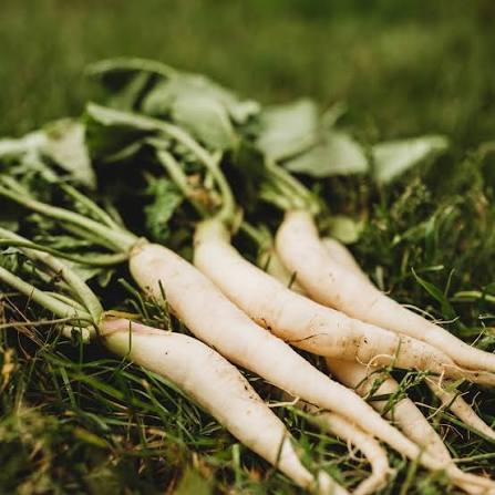 Standard Radish Seeds – Fresh Root Garden Vegetable Variety
