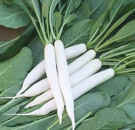 Radish Seeds – Smooth Palak Patta Garden Vegetable Variety