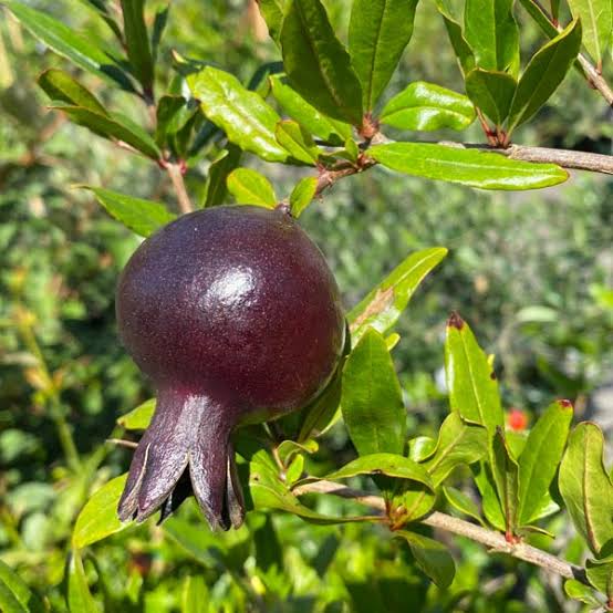 Rare Black Pomegranate Seeds for growing exotic dark-fruit pomegranate plants