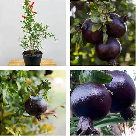 Rare Black Pomegranate Seeds for growing exotic dark-fruit pomegranate plants