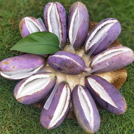 Holboellia Latifolia rare edible fruit climbing vine seeds for garden planting