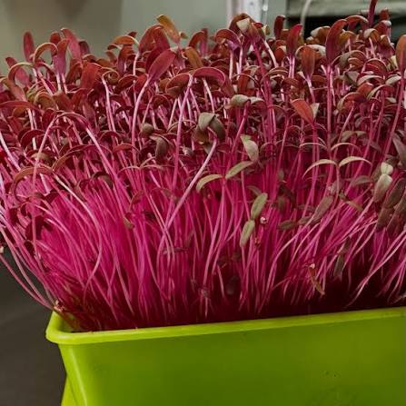Red Amaranthus vegetable microgreen seeds producing vibrant red and green tender leaves