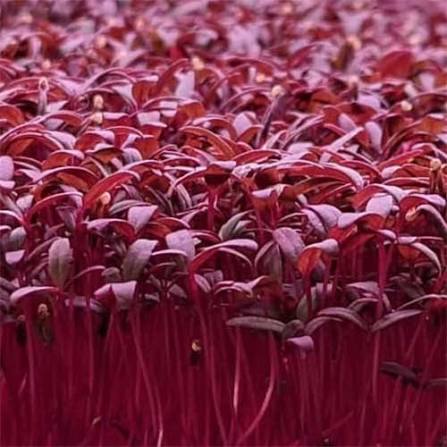 Red Amaranthus vegetable microgreen seeds producing vibrant red and green tender leaves