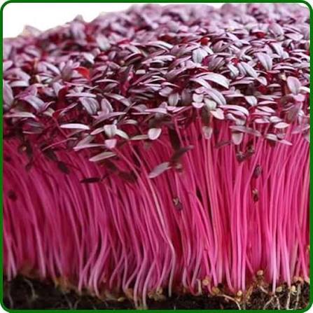 Red Amaranthus vegetable microgreen seeds producing vibrant red and green tender leaves