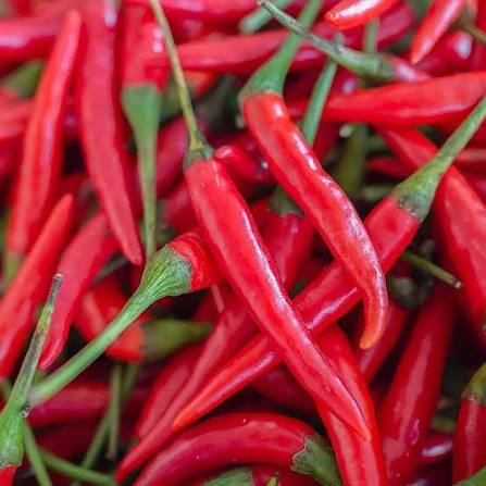 Medium Red Dry Pepper Seeds – Hot Red Dry Pepper Garden Variety
