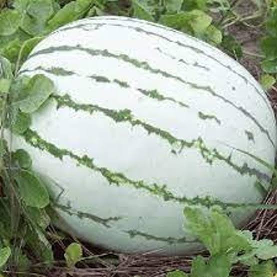 Dixie Queen Watermelon Seeds for growing Citrullus lanatus heirloom red flesh melons