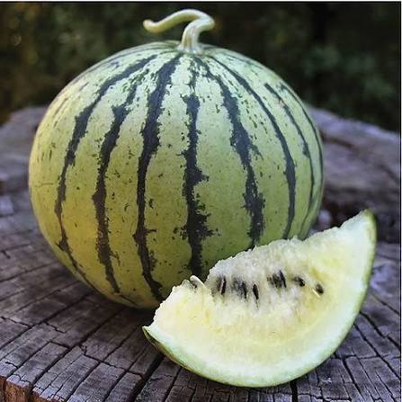 Dixie Queen Watermelon Seeds for growing Citrullus lanatus heirloom red flesh melons