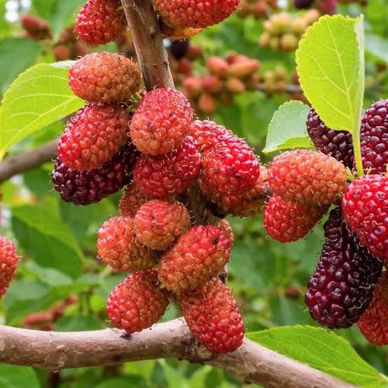 Red Mulberry Seeds for growing Morus rubra sweet dark edible fruit trees