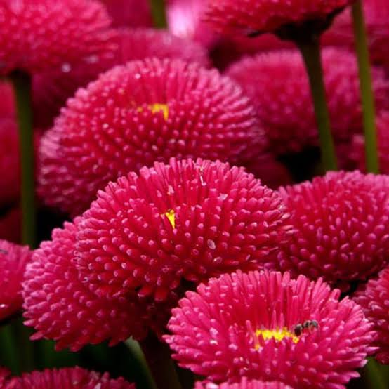 Bellis perennis Pomponette Red English Daisy flower seeds