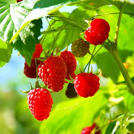 Red Raspberry Seeds for growing Rubus idaeus sweet red berry fruit plants