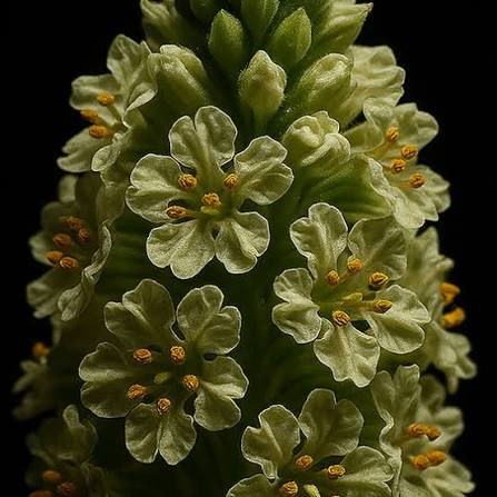 Mignonette Reseda Odorata Rose flower seeds with fragrant rose-colored blooms