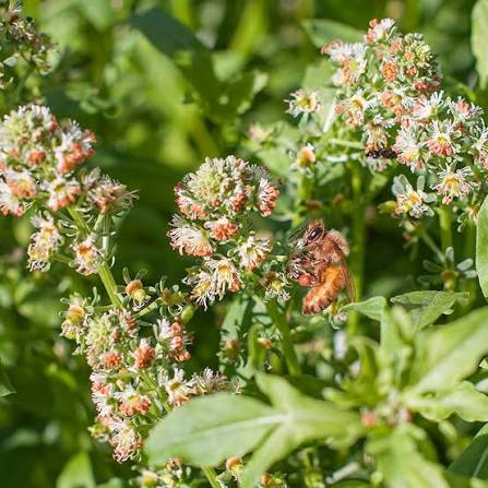 Mignonette Reseda Odorata fragrant flower seeds with delicate scented blooms