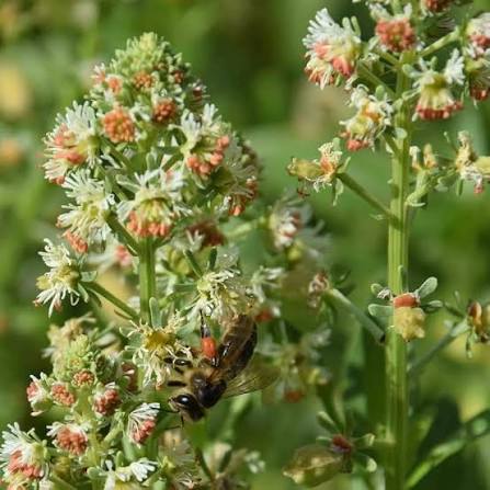 Mignonette Reseda Odorata Rose flower seeds with fragrant rose-colored blooms