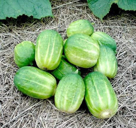 Richmond Green Apple Cucumber Seeds round garden vegetable variety