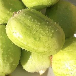 Richmond Green Apple Cucumber Seeds round garden vegetable variety